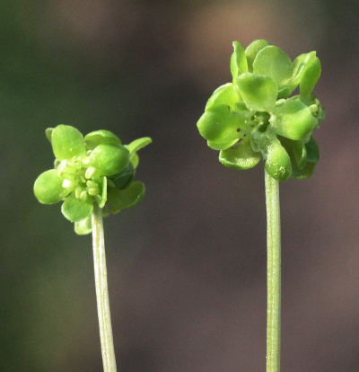 Adoxa moschatellina, Moschuskraut, Blütenstände