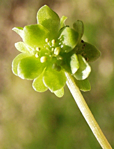 Adoxa moschatellina, Moschuskraut, Blütenstand