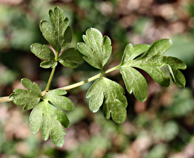 Adoxa moschatellina, Moschuskraut, Grundblatt