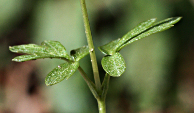 Adoxa moschatellina, Moschuskraut, Stängelblätter