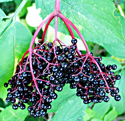 Sambucus nigra, Schwarzer Holunder