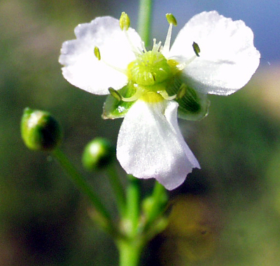 Froschlffel (Alisma plantago-aquatica), Blte