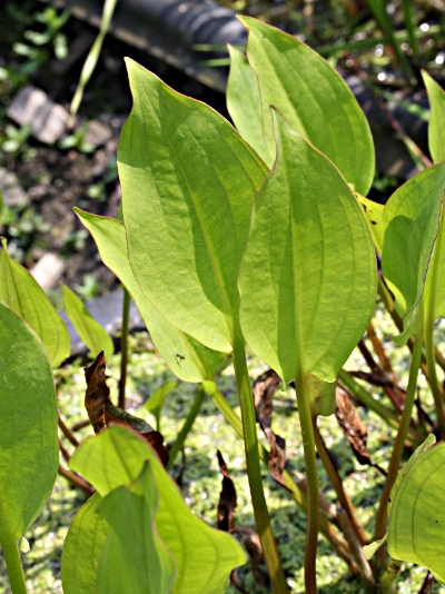 Gewöhnlicher Froschlöffel (Alisma plantago-aquatica), Blätter
