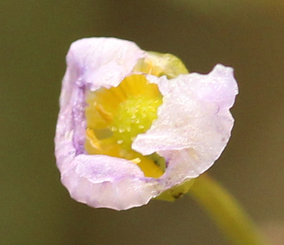 Baldellia ranunculoides, Gewhnlicher Igelschlauch, Blte