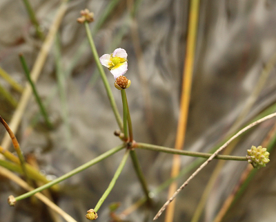 Baldellia ranunculoides, Gewhnlicher Igelschlauch, Bltenstand