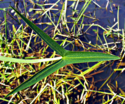 Pfeilkraut (Sagittaria sagittifolia), Blatt