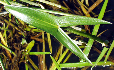 Gew�hnliches Pfeilkraut (Sagittaria sagittifolia), Blatt