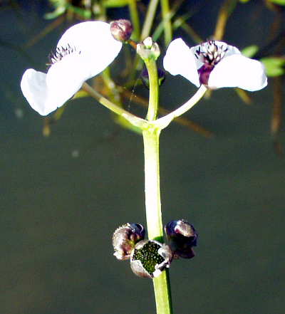 Gew�hnliches Pfeilkraut (Sagittaria sagittifolia), Bl�tenstand