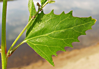 Spie-Melde (Atriplex prostrata), Blatt