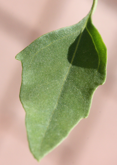 Weißer Gänsefuß (Chenopodium album), Blatt