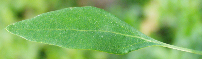 Weißer Gänsefuß, Chenopodium album, Blatt
