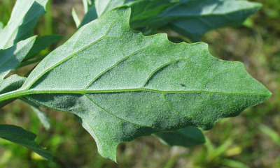 Weißer Gänsefuß, Chenopodium album, Blattunterseite