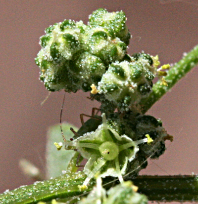 Weißer Gänsefuß, Chenopodium album, Blütenstand