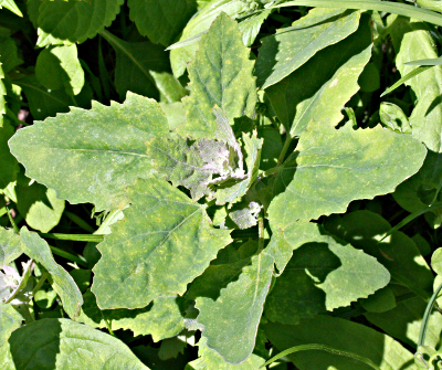 Weißer Gänsefuß, Chenopodium album, jung