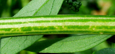 Weißer Gänsefuß, Chenopodium album, Stängel