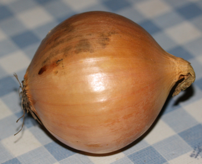 Küchenzwiebel (Allium cepa)