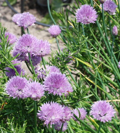 Allium sativum, Knoblauch, Blüten