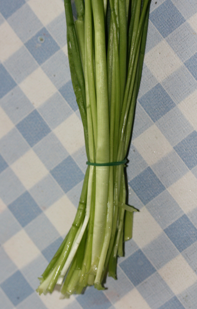 Schnittlauch (Allium schoenoprasum)