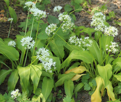 Allium ursinum, Bär-Lauch, Hänitus Achillea millefolium, Gewöhnliche Schafgarbe, Blatt