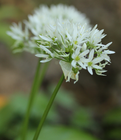 Allium ursinum, Bär-Lauch, Blütenstände