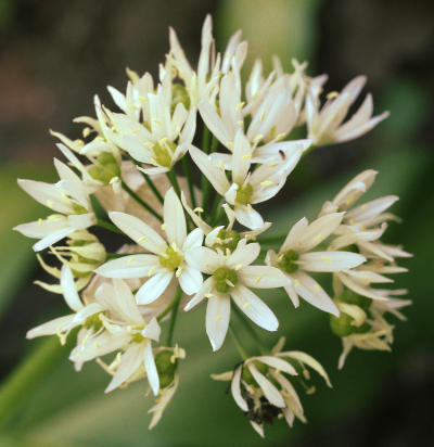 Weinbergs-Lauch, Allium vineale, Blütenstand