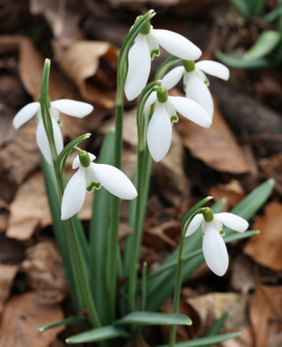Galanthus nivalis, Kleines Schneeglckchen