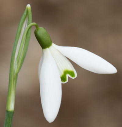 Galanthus nivalis, Kleines Schneegl�ckchen, Bl�te