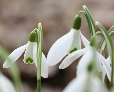 Galanthus nivalis, Kleines Schneeglckchen, Blten