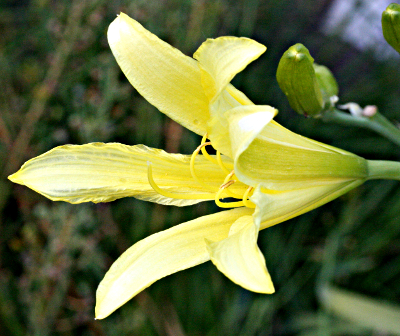 Ritterstern (Hippeastrum)