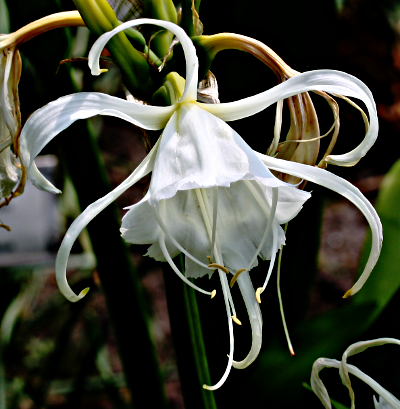 Schönhäutchen (Hymenocallis)
