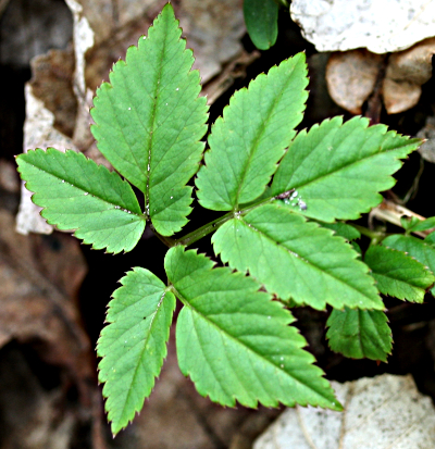 Aegopodium podagraria, Giersch, Blatt