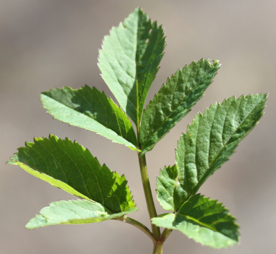 Giersch, Aegopodium podagraria, Blatt