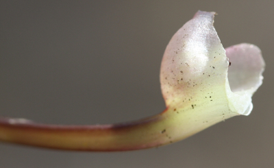 Giersch, Aegopodium podagraria, Blattscheide
