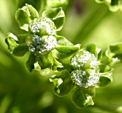 Angelica archangelica, Echte Engelwurz, Blüten