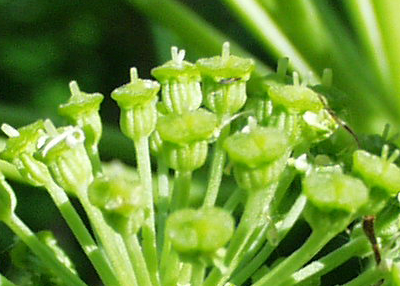 Angelica archangelica, Echte Engelwurz, Früchte