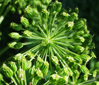 Angelica archangelica, Echte Engelwurz, Früchte
