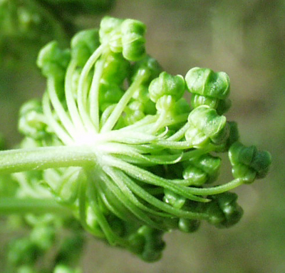 Angelica archangelica, Echte Engelwurz, Hüllchen