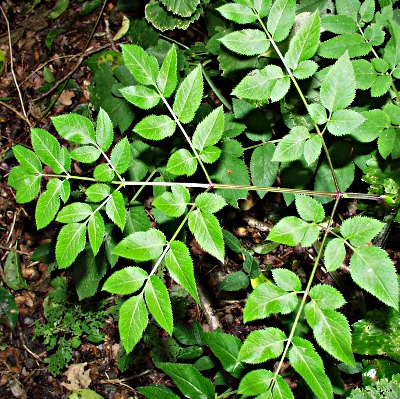 Angelica sylvestris, Wilde Engelwurz, Blatt