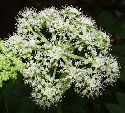 Angelica sylvestris, Wilde Engelwurz, Blütenstand