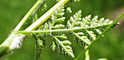 Hunds-Kerbel, Anthriscus caucalis, Blatt