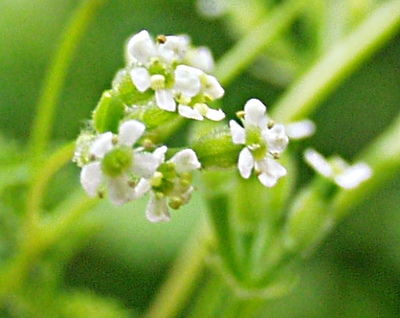 Hunds-Kerbel, Anthriscus caucalis, Bl�ten