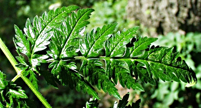 Anthriscus sylvestris, Wiesen-Kerbel, Blatt