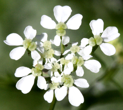 Anthriscus sylvestris, Wiesen-Kerbel, Blüten