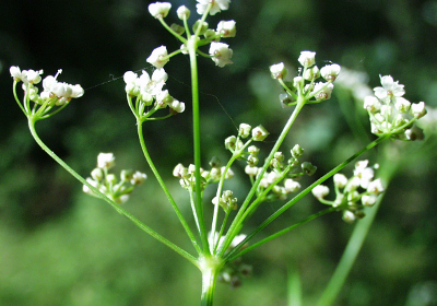 Carum carvi, Wiesen-Kümmel, Dolde