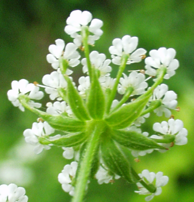 Chaerophyllum temulum, Taumel-Klberkropf, Hlle