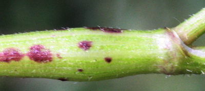 Chaerophyllum temulum, Taumel-Klberkropf, Knoten