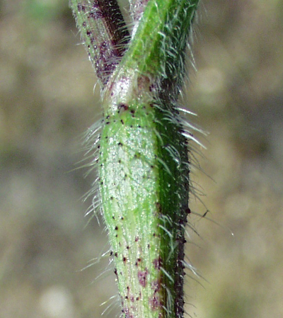 Chaerophyllum temulum, Taumel-Kälberkropf, Knoten