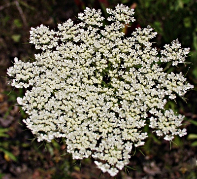 Daucus carota, Wilde Möhre, Dolde