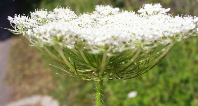 Daucus carota, Wilde Möhre, Blütenstand