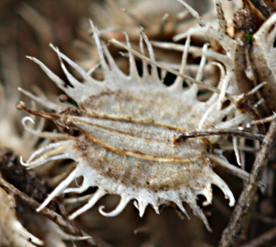 Daucus carota, Wilde Möhre, Frucht
